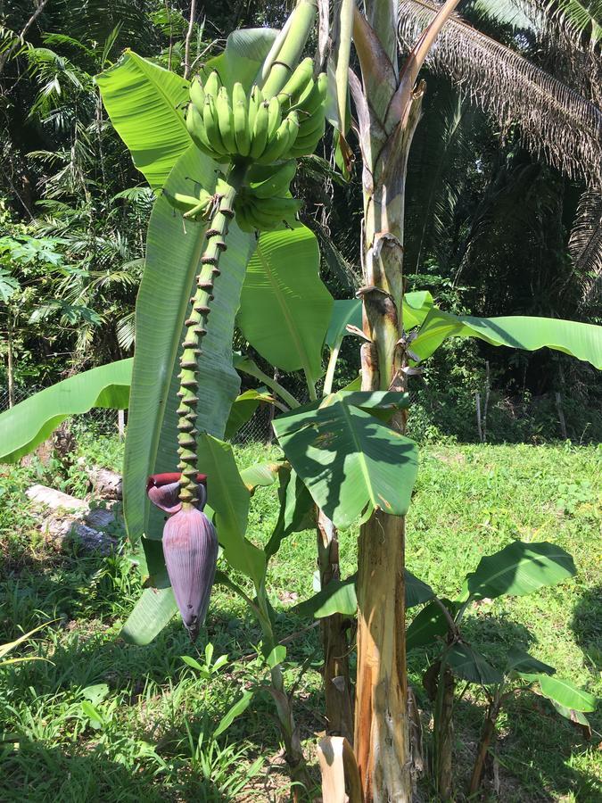 Hickatee Cottages, Belize, Central America Punta Gorda Luaran gambar