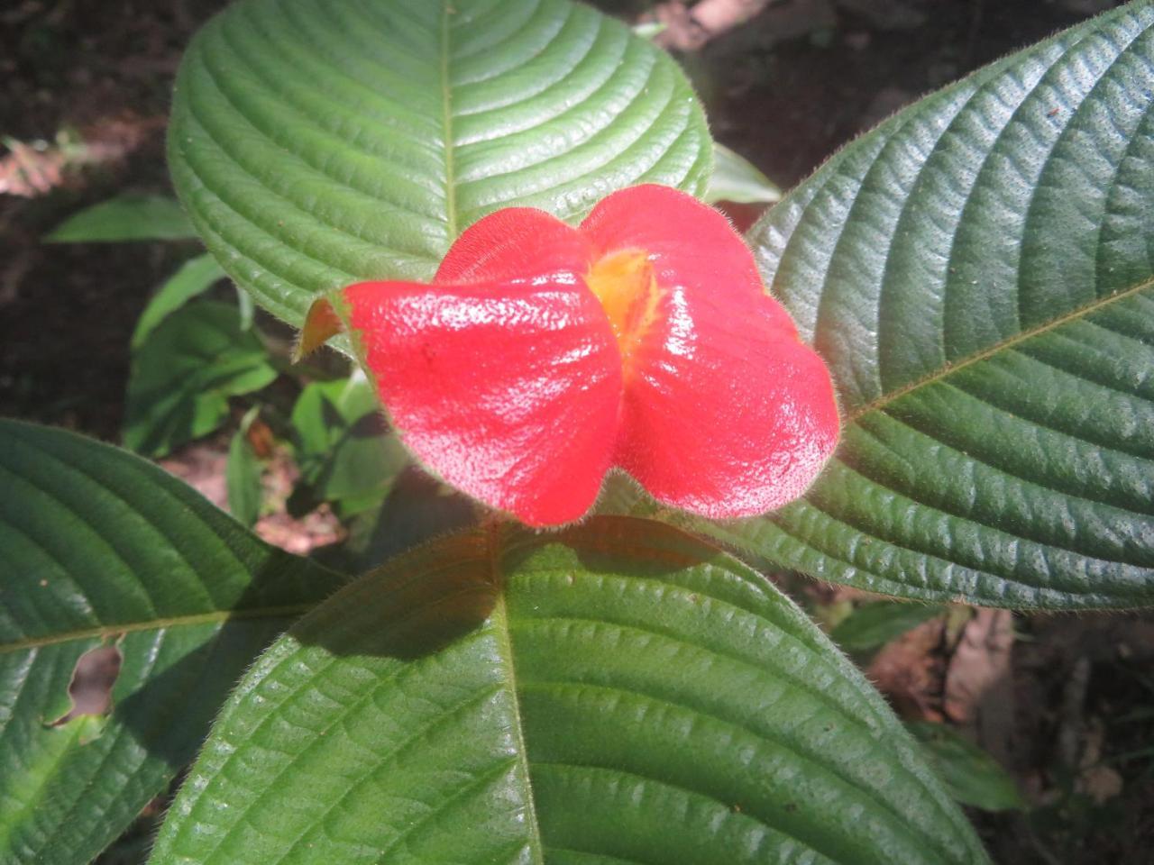 Hickatee Cottages, Belize, Central America Punta Gorda Luaran gambar